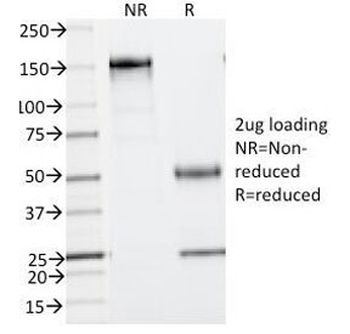 Phosphotyrosine Antibody / P-Tyr