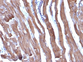 Actin Antibody Cocktail (pan muscle)