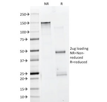 Actin Antibody Cocktail (pan muscle)