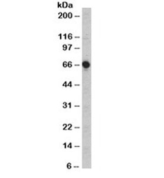 CD5 Antibody