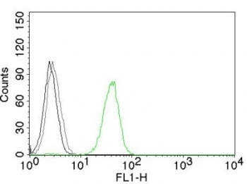 CD31 Antibody / PECAM-1
