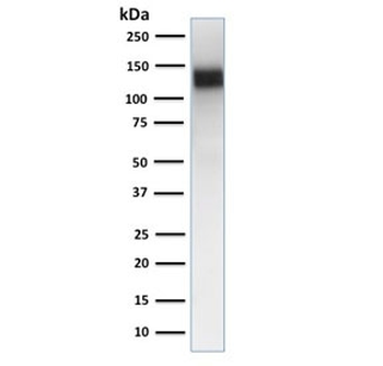CD31 Antibody / PECAM-1