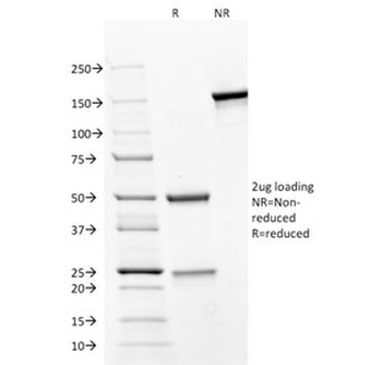 CD31 Antibody / PECAM-1