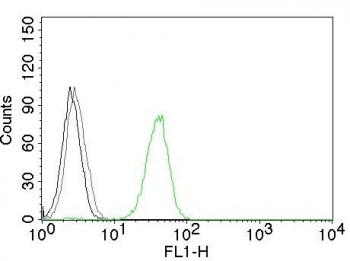 CD31 Antibody / PECAM-1