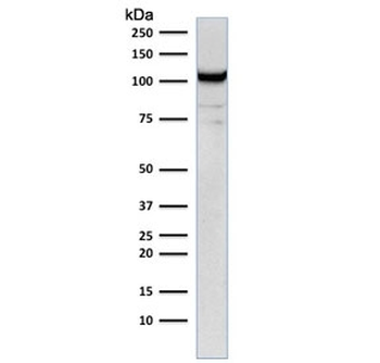 CD31 Antibody / PECAM-1