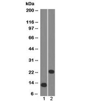 CD3 epsilon Antibody
