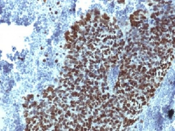 FOXA1 Antibody