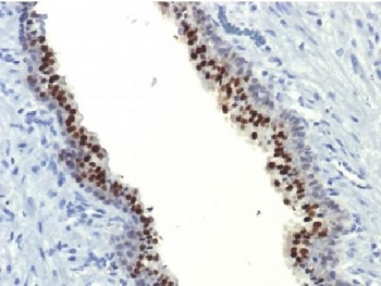FOXA1 Antibody