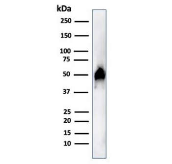 FOXA1 Antibody