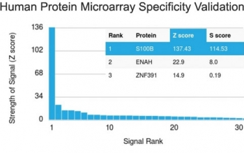 S100B Antibody