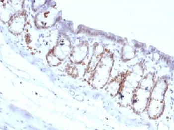 FOXA1 Antibody
