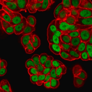 FOXA1 Antibody