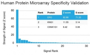 Erythropoietin Antibody / EPO