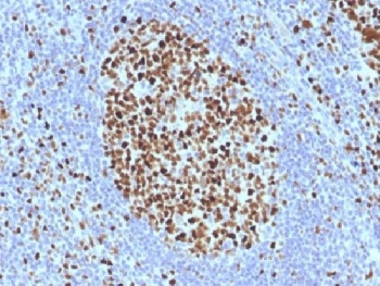 MCM7 Antibody