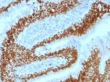 SOX2 Antibody