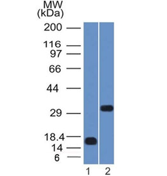 SOX2 Antibody