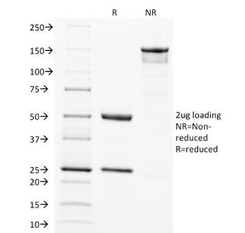 SOX2 Antibody