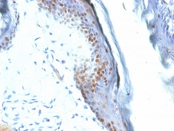 SOX2 Antibody