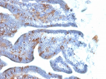 SOX2 Antibody