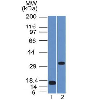 SOX2 Antibody