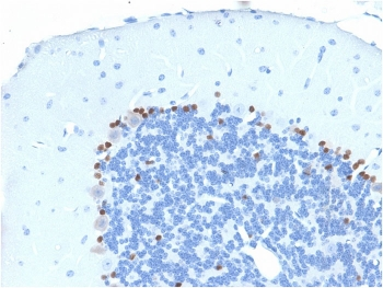 SOX2 Antibody