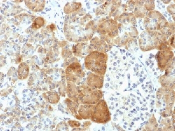 VLDL Receptor Antibody