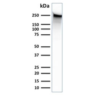 SPTBN2 Antibody / Spectrin beta III