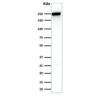 SPTBN2 Antibody / Spectrin beta III
