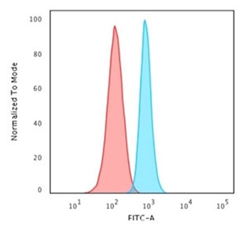 SPTBN2 Antibody / Spectrin beta III