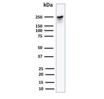 SPTBN2 Antibody / Spectrin beta III