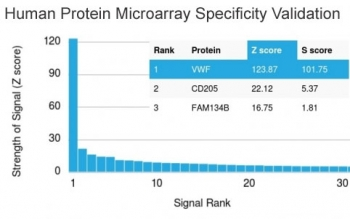 vWF Antibody