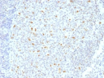 Bcl6 Antibody