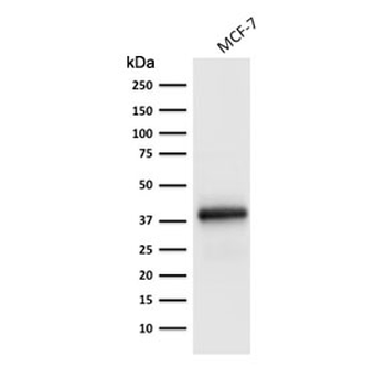 EpCAM Antibody