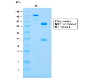 CD79a Antibody