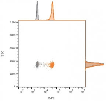 CD81 Antibody