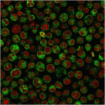 CD79a Antibody