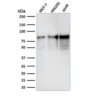MCM7 Antibody