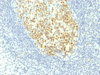 MCM7 Antibody