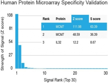 MCM7 Antibody