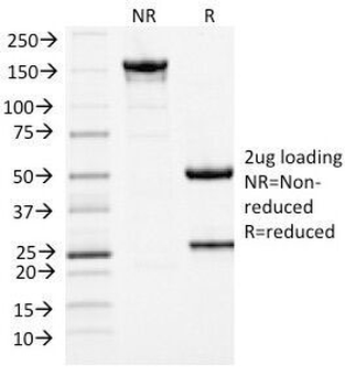 MCM7 Antibody