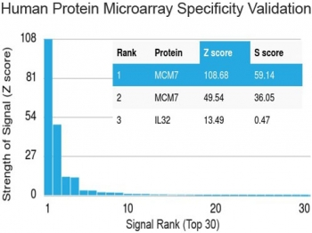 MCM7 Antibody