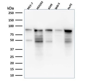 MCM7 Antibody