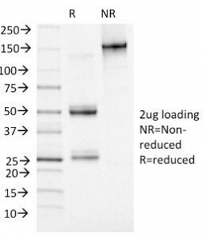 MCM7 Antibody