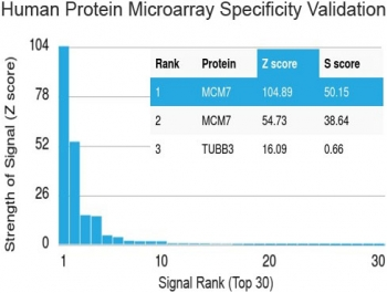 MCM7 Antibody