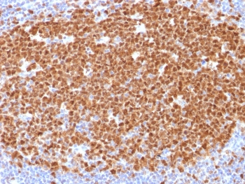 MCM7 Antibody
