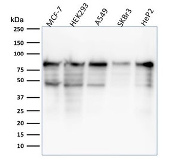 MCM7 Antibody