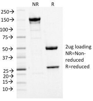 MCM7 Antibody