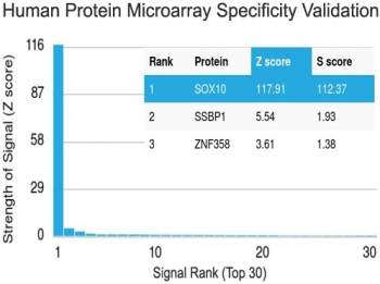 SOX10 Antibody