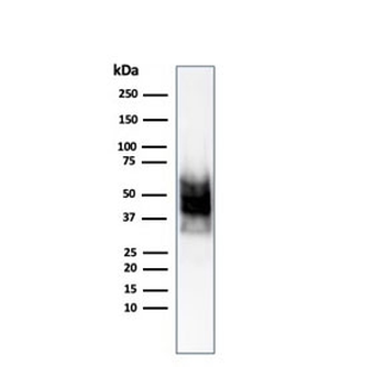 SOX10 Antibody