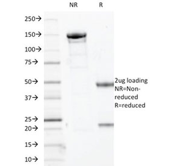 SOX10 Antibody